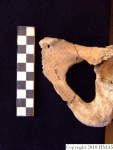 L_V20d5078 A16.175 R827 lR ta pubis, left side.JPG L_V20d5078 A16.175 R827 lR ta pubis, left side